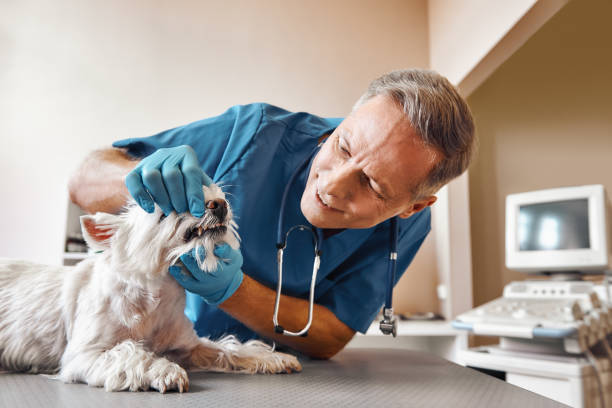 Best 24-Hour Emergency Dentist in Pinehurst, TX
